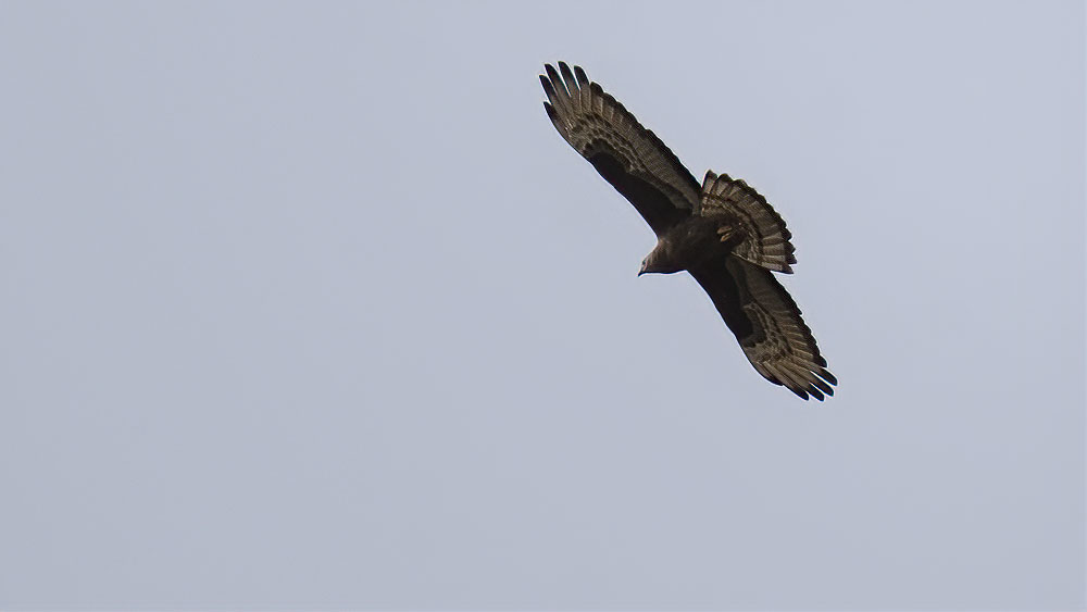 European Honey Buzzard