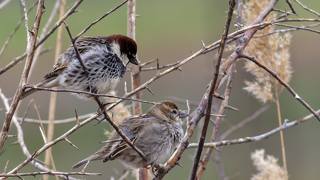 Spanish Sparrow