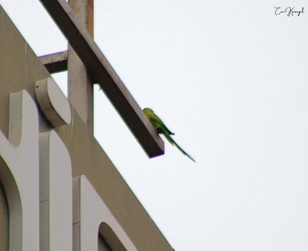 Rose-ringed Parakeet