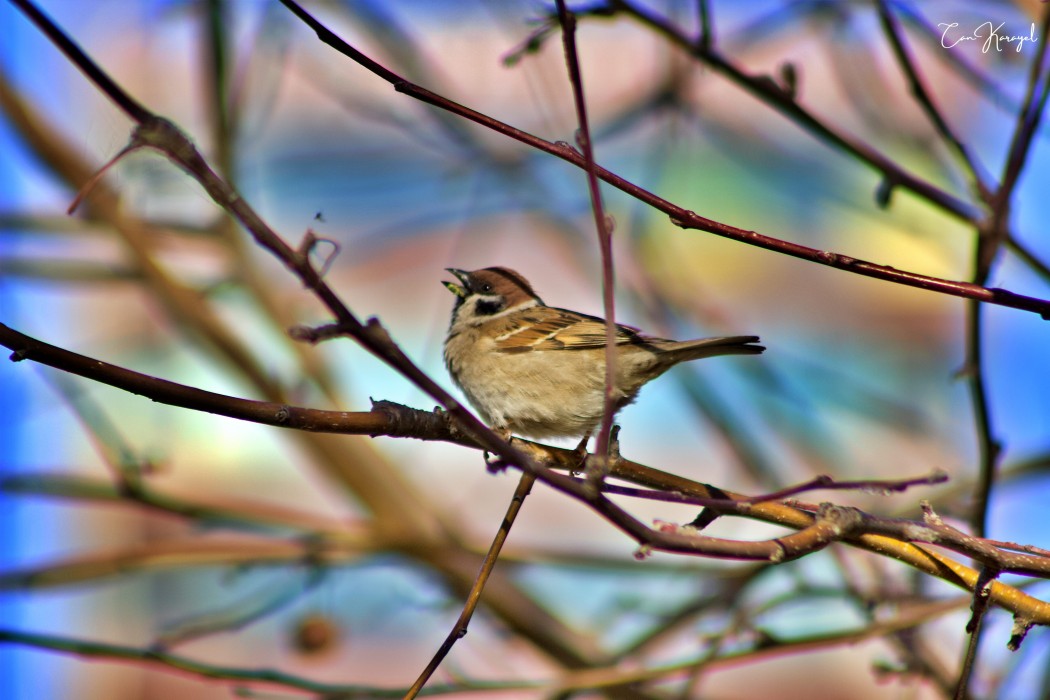 Eurasian Tree Sparrow