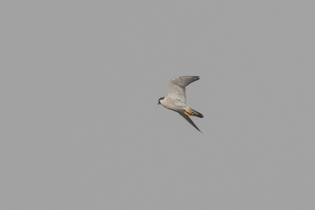 Peregrine Falcon