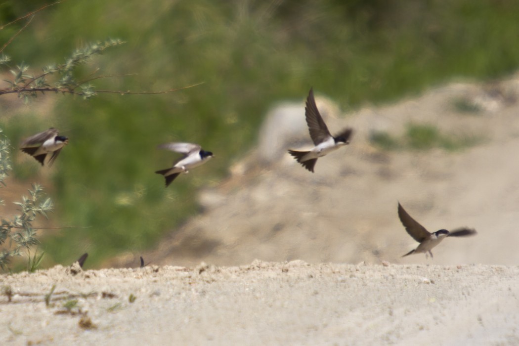 Common House Martin