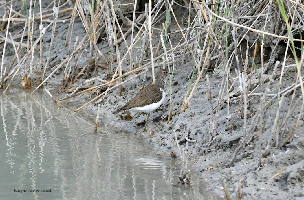 Green Sandpiper