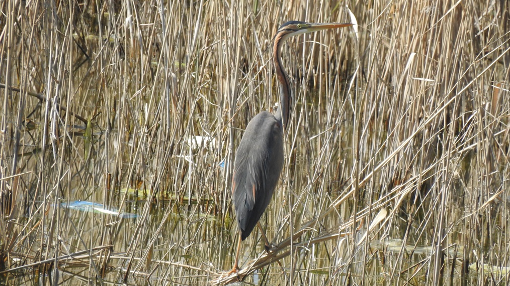 Purple Heron