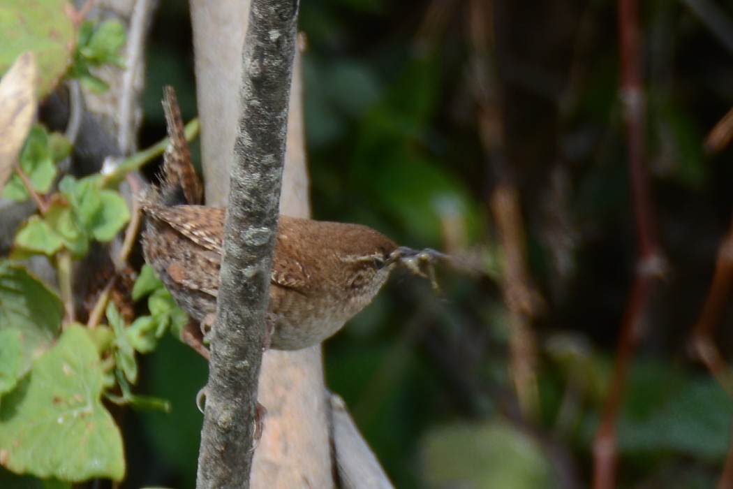 Eurasian Wren