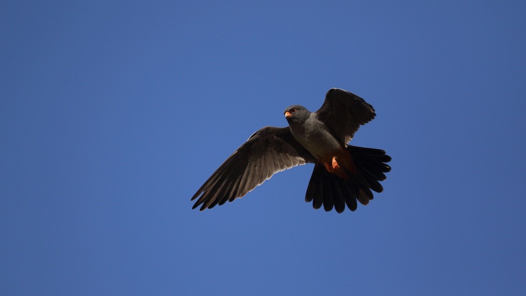 Red-footed Falcon