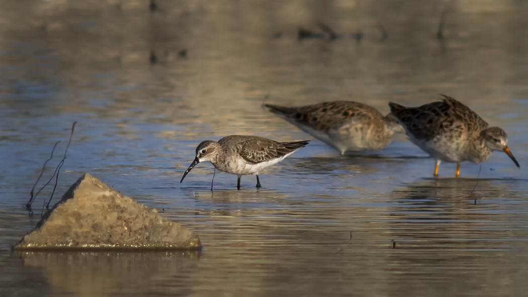 Curlew Sandpiper