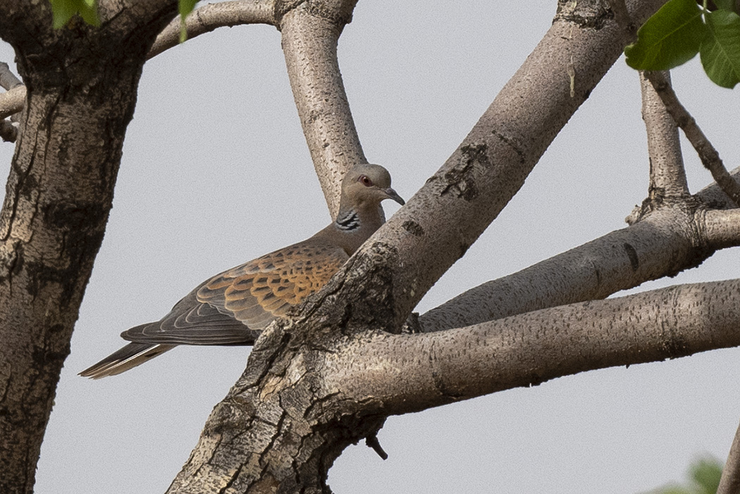 European Turtle Dove