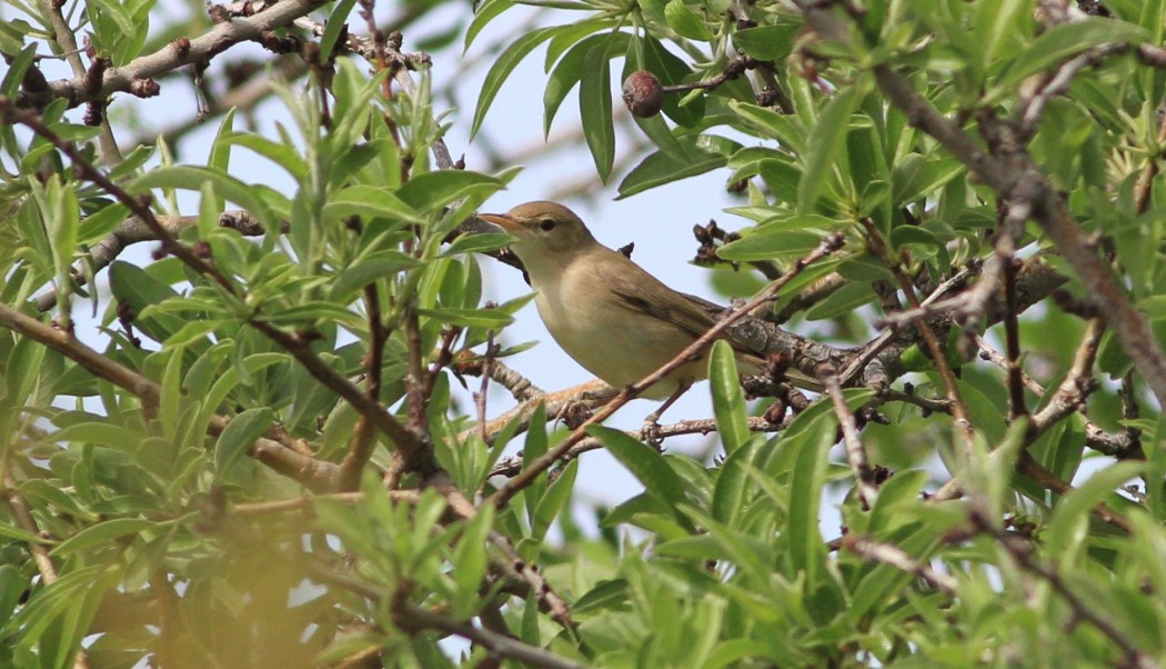 Eastern Olivaceous Warbler