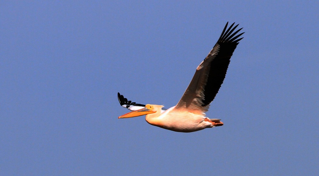 Ak Pelikan