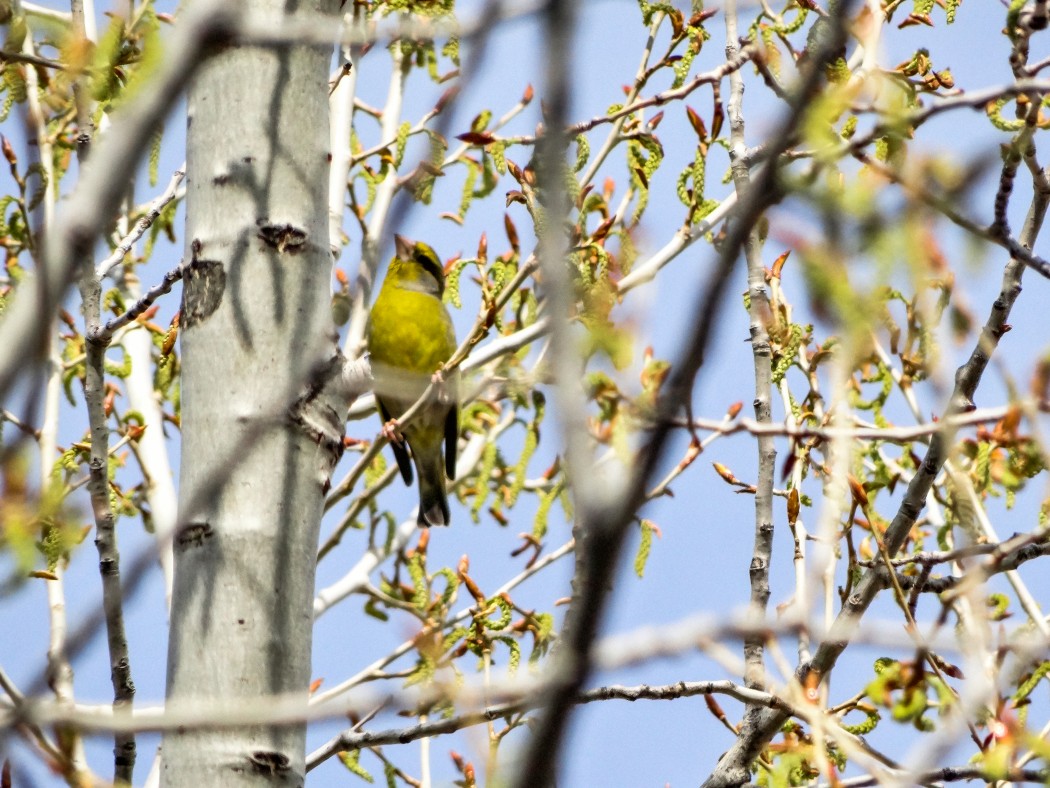 European Greenfinch