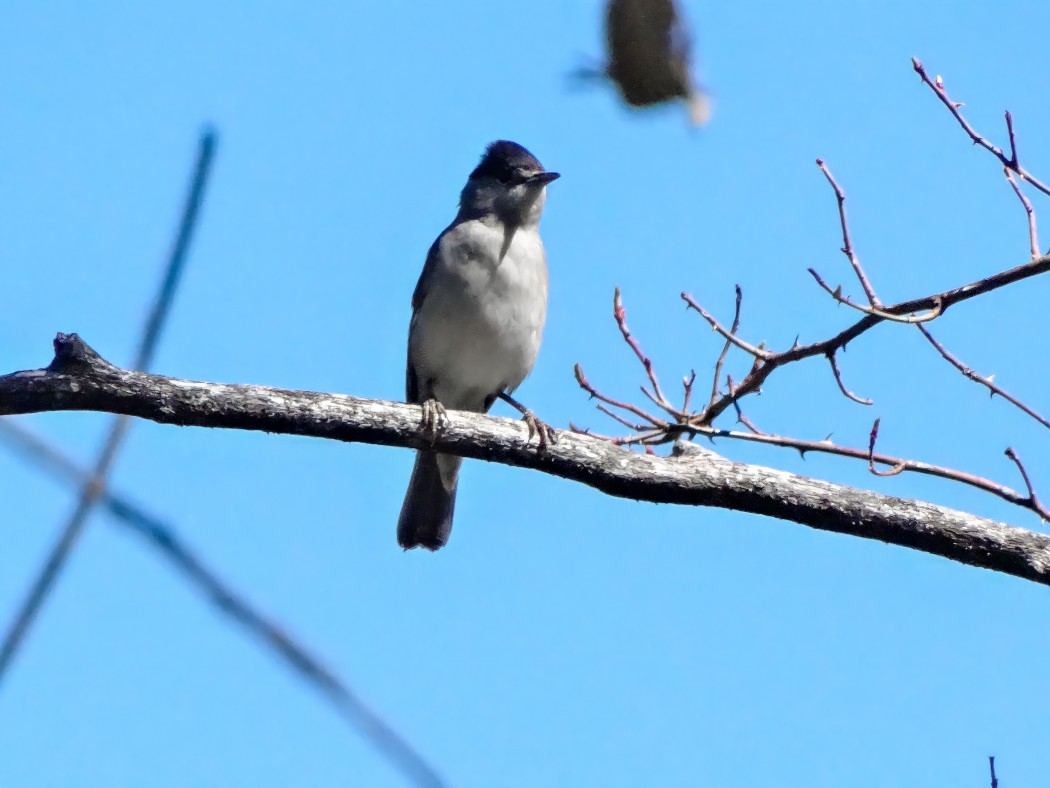 Eurasian Blackcap