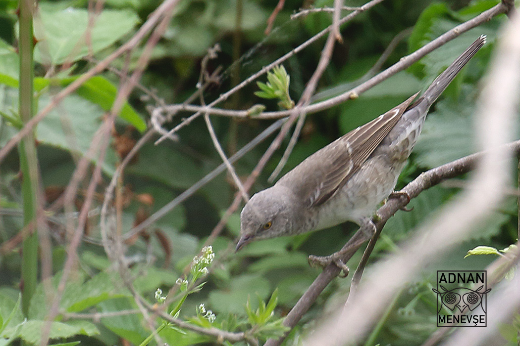Barred Warbler