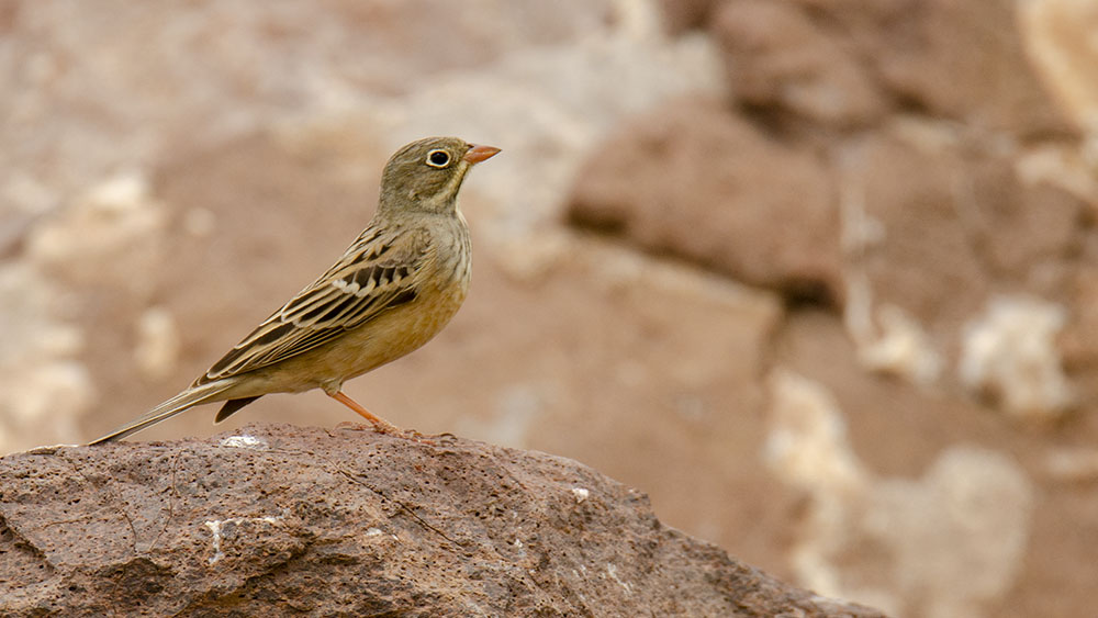 Ortolan Bunting