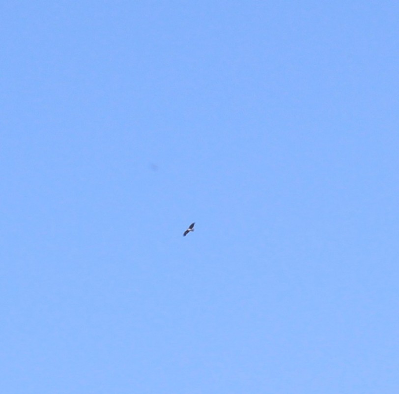 Eurasian Sparrowhawk