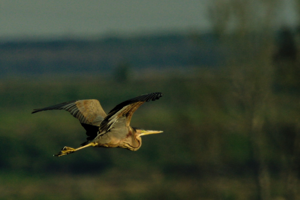 Purple Heron