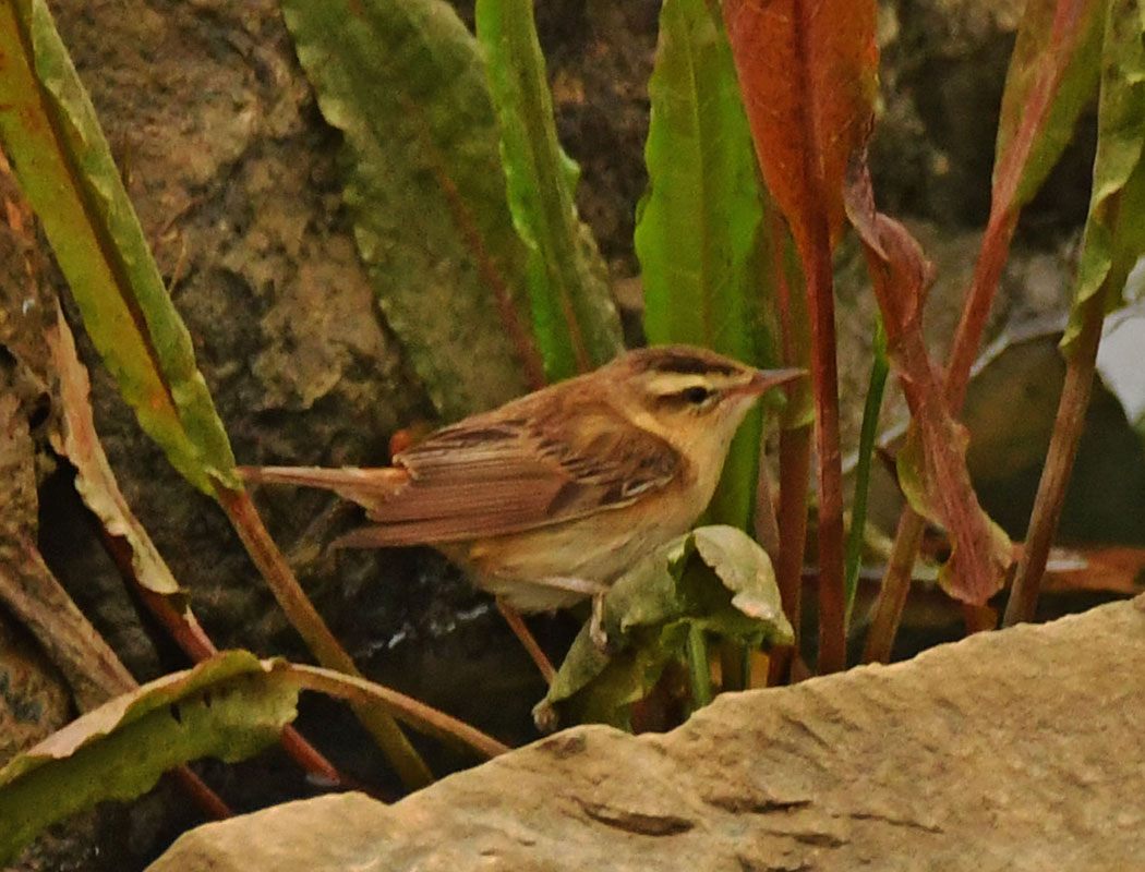 Sedge Warbler