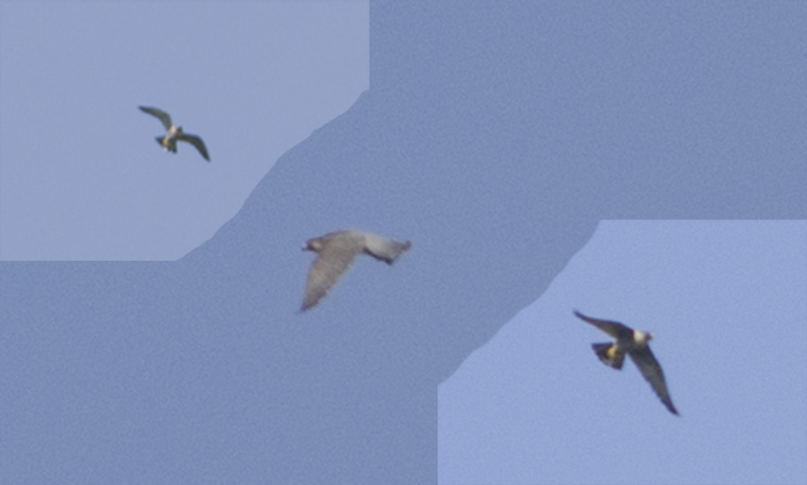 Peregrine Falcon