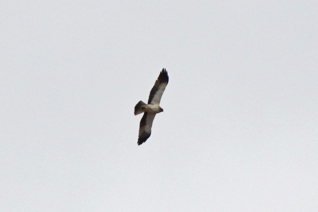 Küçük Kartal