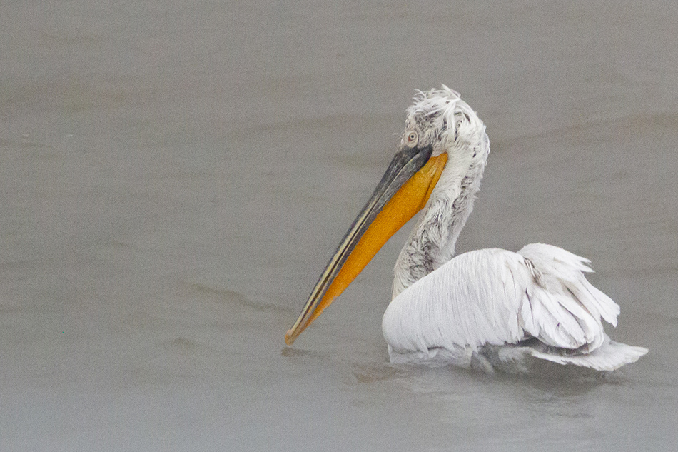 Dalmatian Pelican