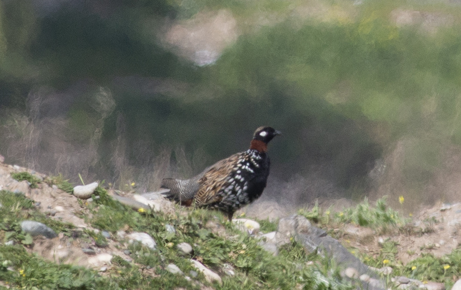 Black Francolin
