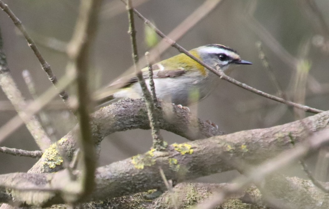 Common Firecrest