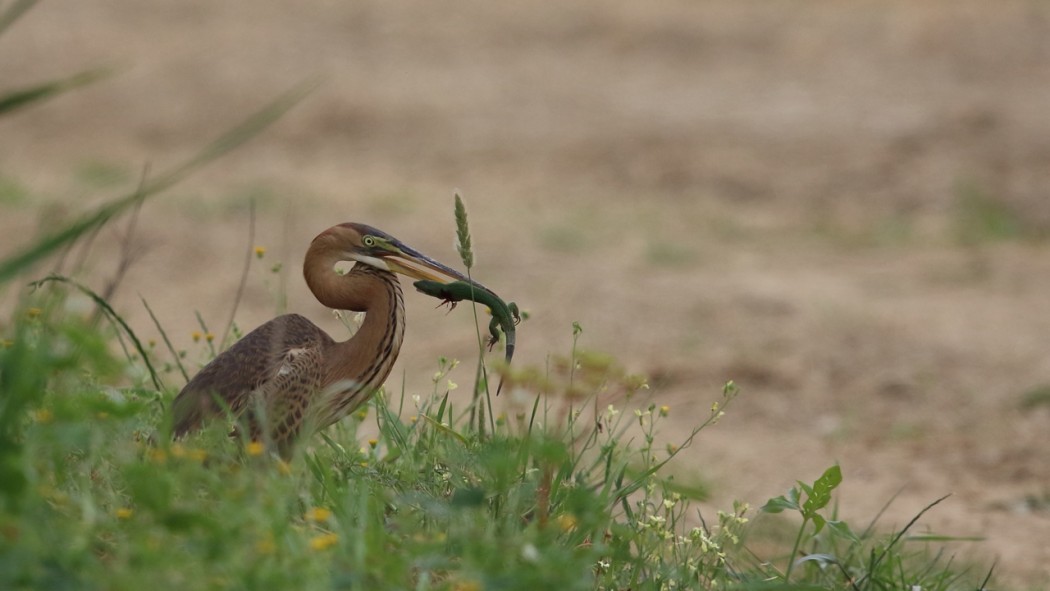 Purple Heron