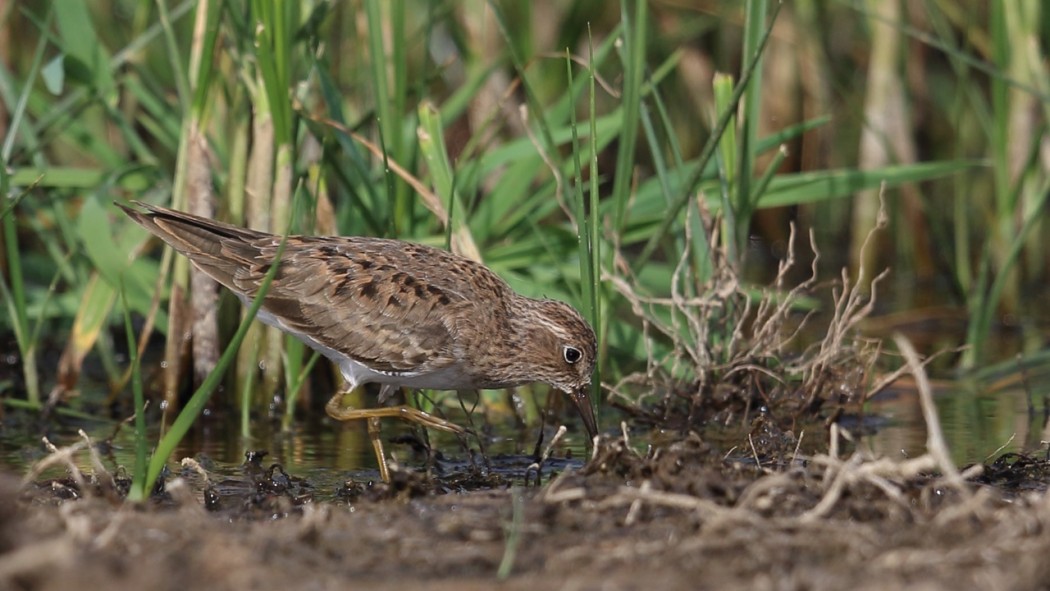 Temminck`s Stint