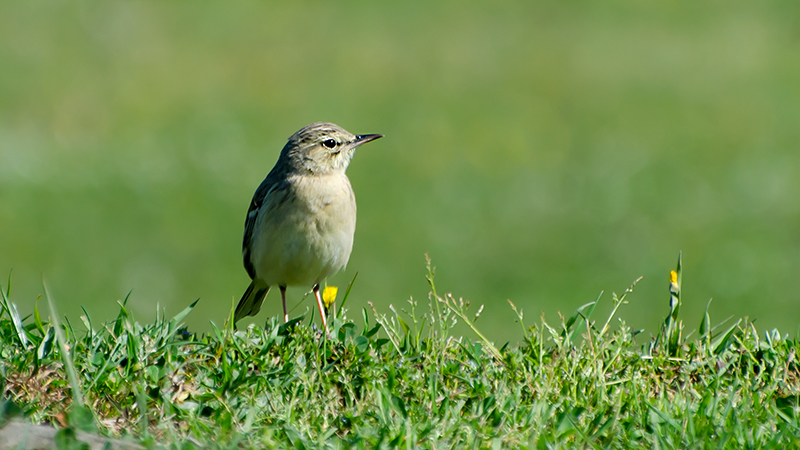 Tawny Pipit