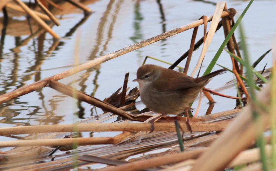 Cetti`s Warbler
