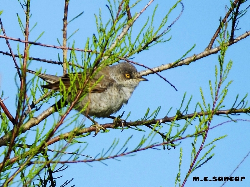 Barred Warbler