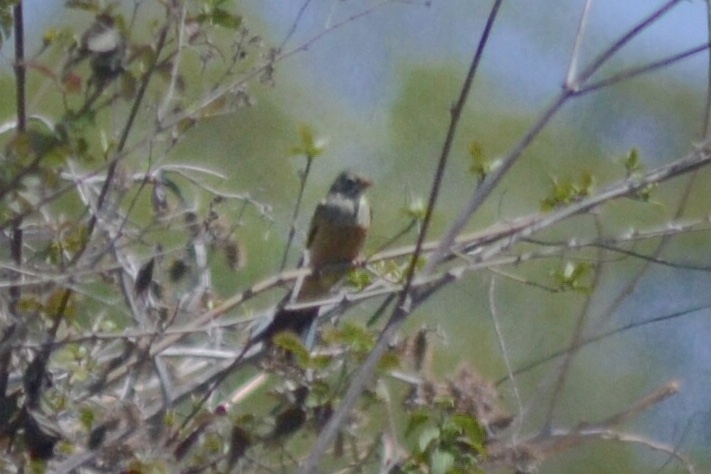 Ortolan Bunting