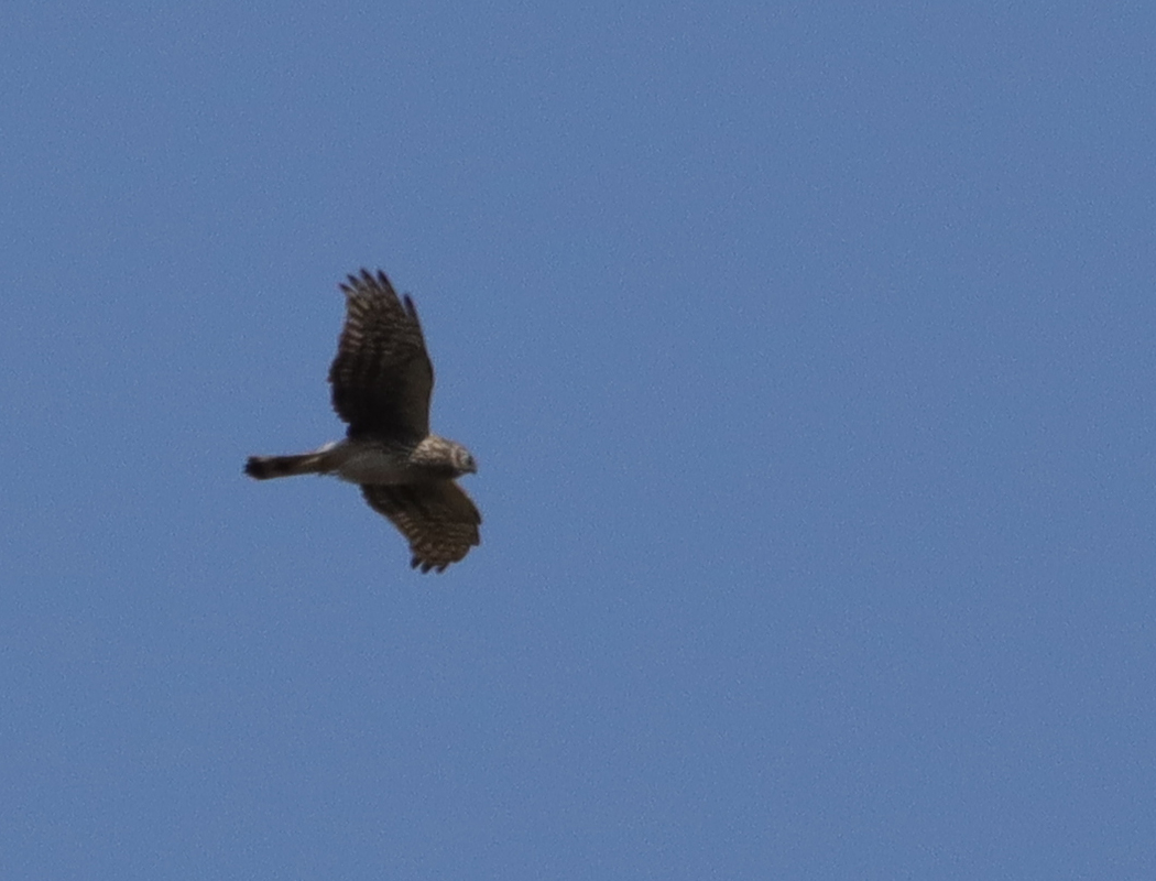 Hen Harrier