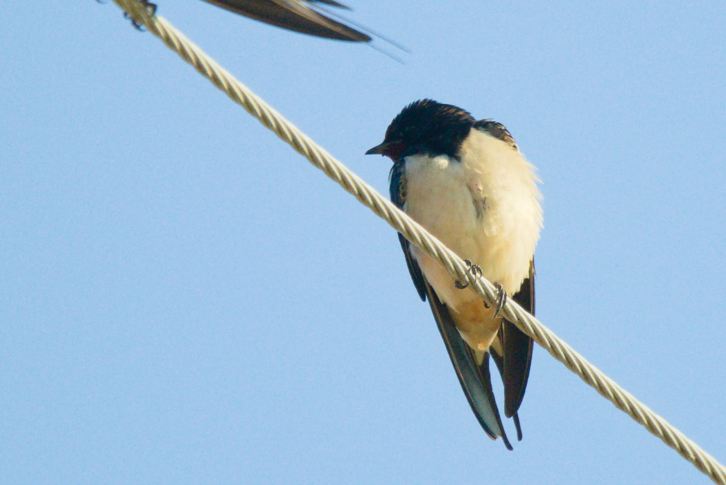 Barn Swallow
