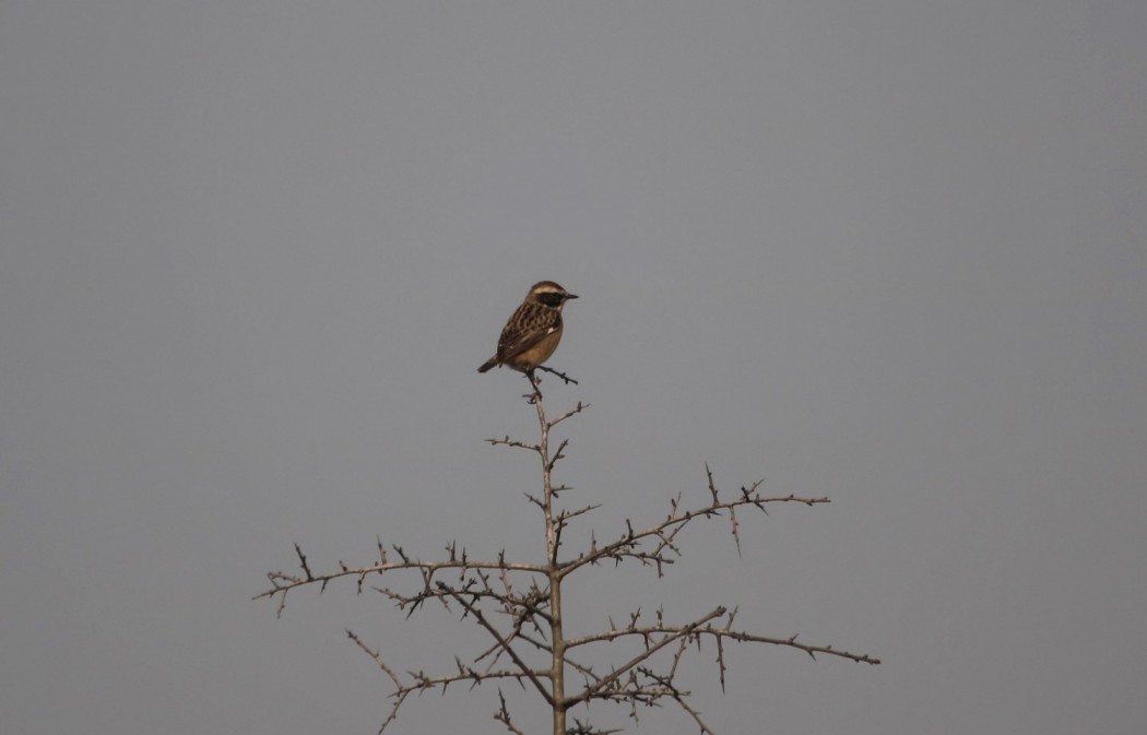 Whinchat