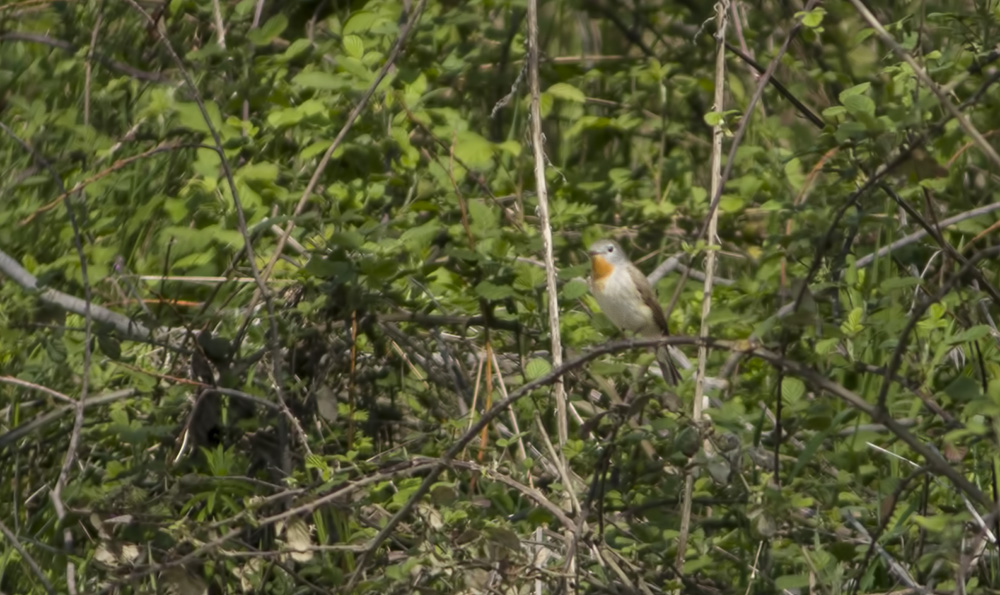 Red-breasted Flycatcher