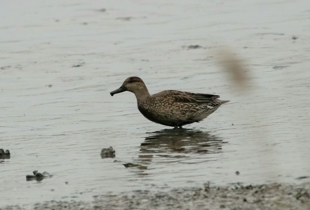 Garganey
