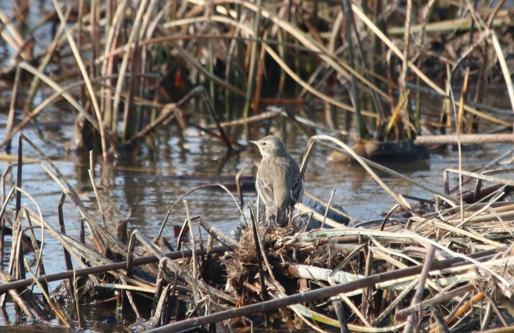 Water Pipit