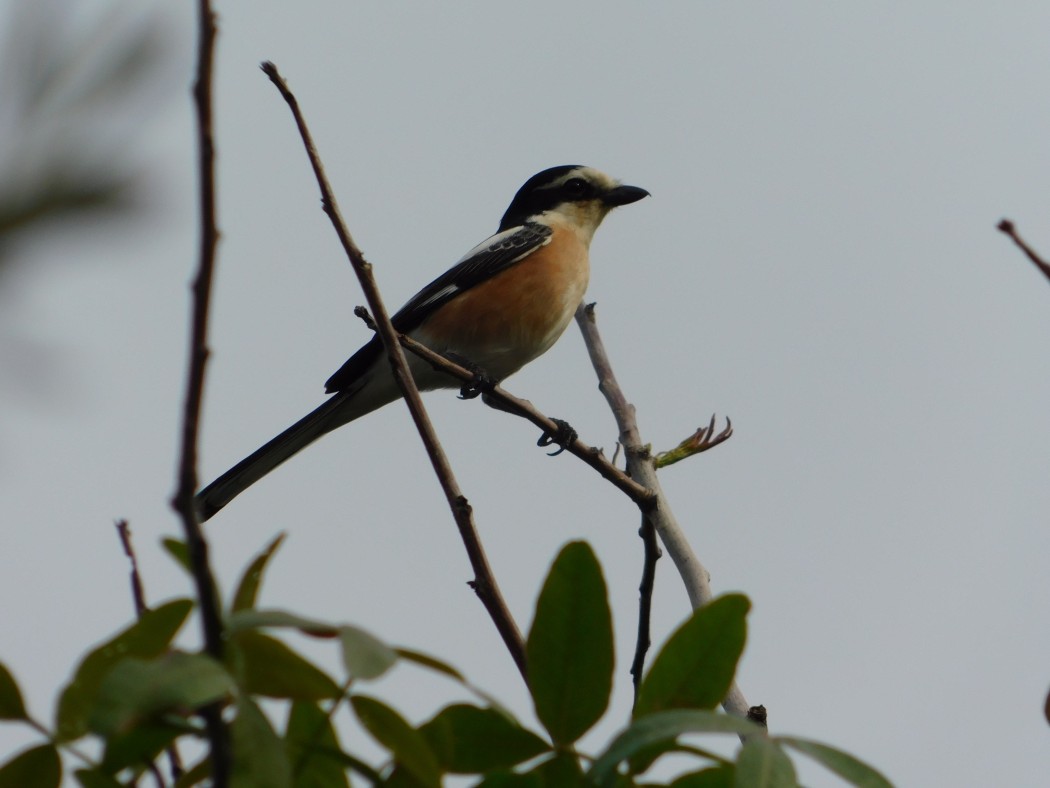 Masked Shrike