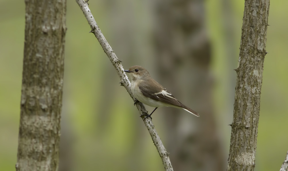 Semicollared Flycatcher