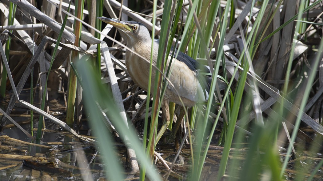 Little Bittern