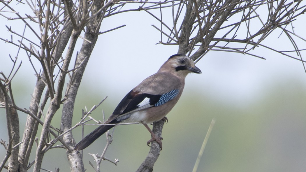 Eurasian Jay
