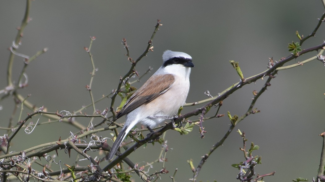 Red-backed Shrike