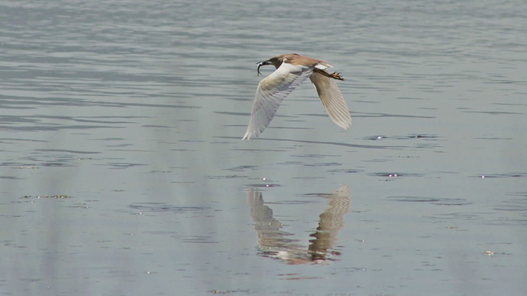 Squacco Heron