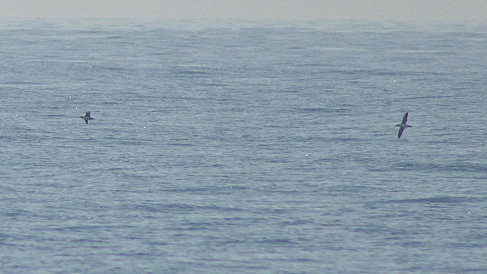 Yelkouan Shearwater
