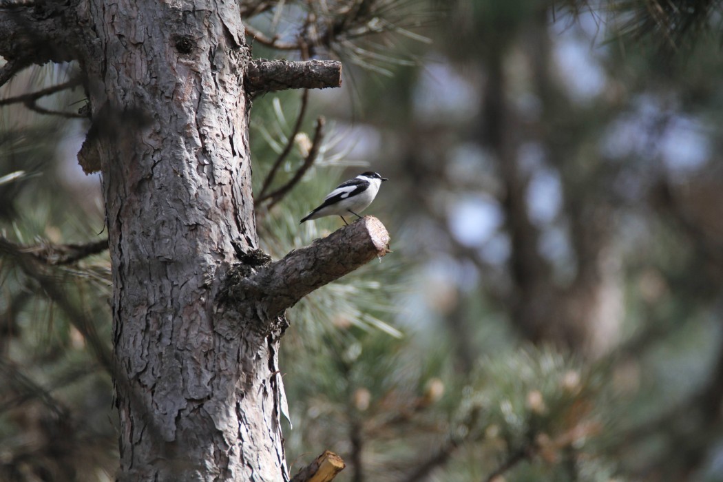 Collared Flycatcher