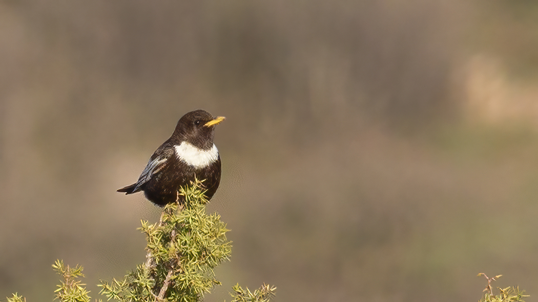 Ring Ouzel