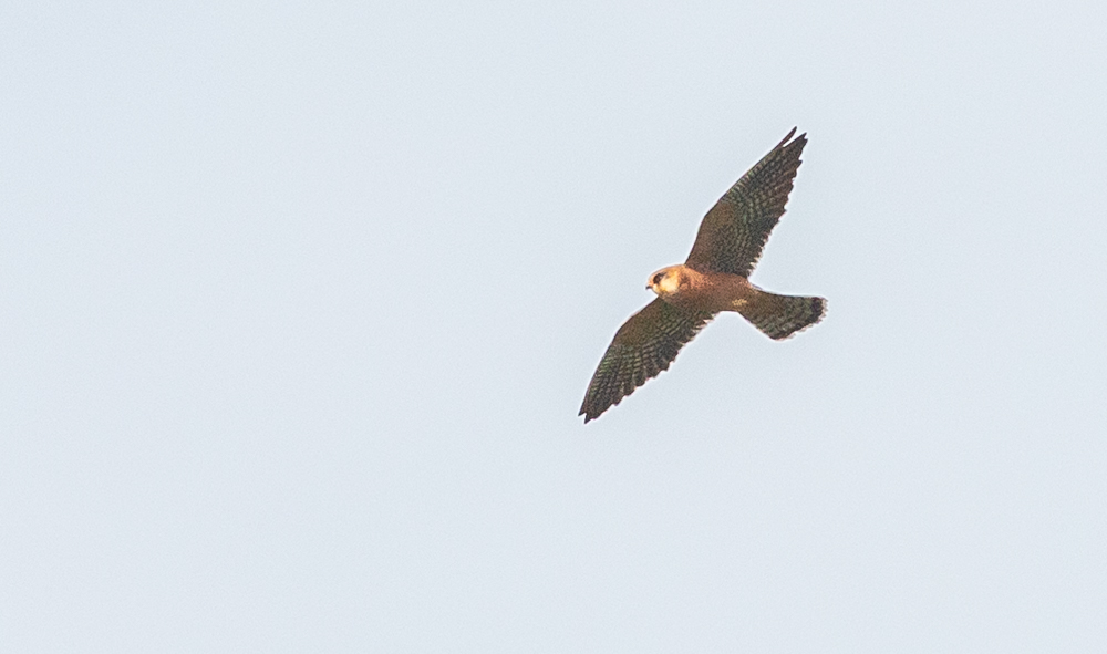 Red-footed Falcon