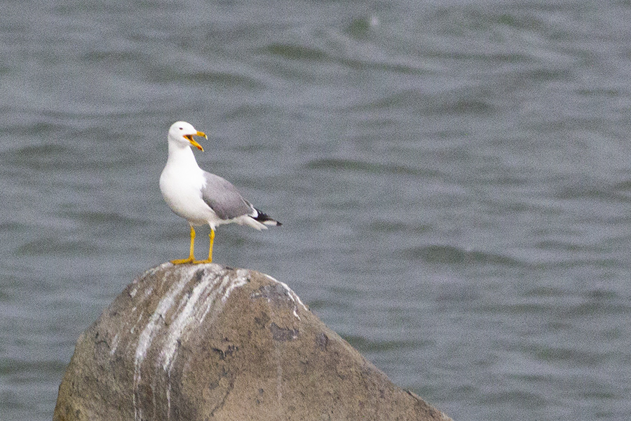 Armenian Gull