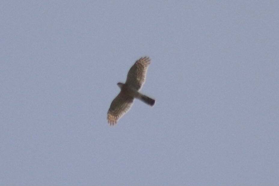 Eurasian Sparrowhawk
